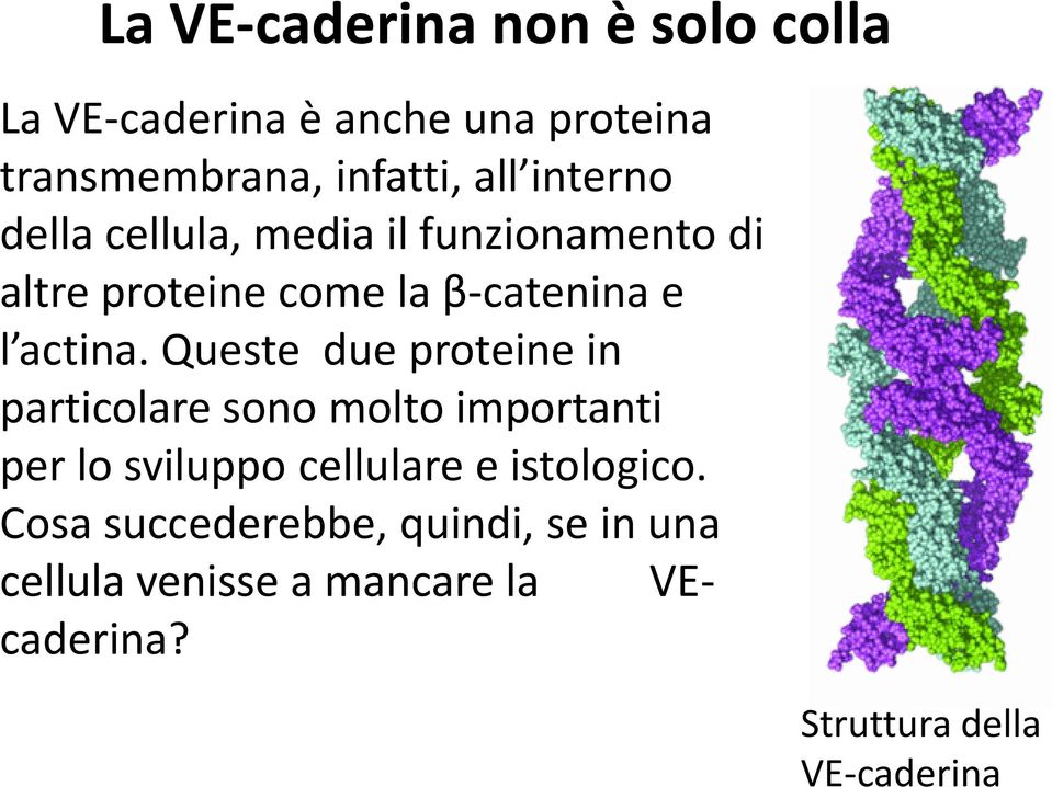 Queste due proteine in particolare sono molto importanti per lo sviluppo cellulare e istologico.