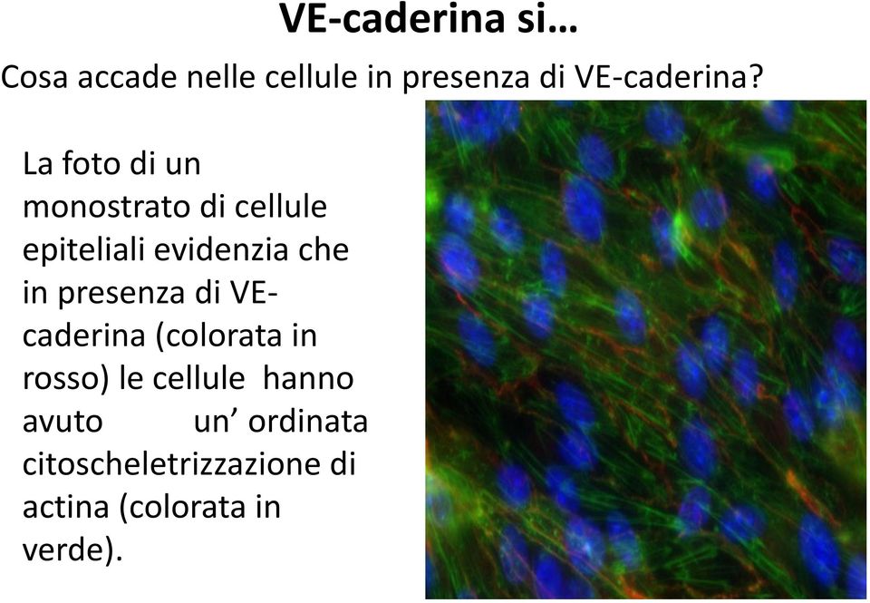 La foto di un monostrato di cellule epiteliali evidenzia che in