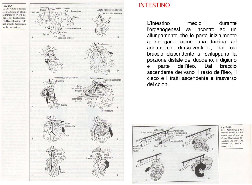 discendente si sviluppano la porzione distale del duodeno, il digiuno e parte dell ileo.