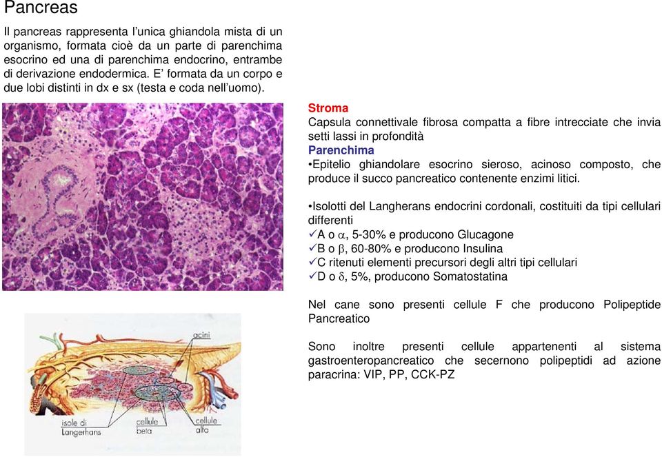 Stroma Capsula connettivale fibrosa compatta a fibre intrecciate che invia setti lassi in profondità Parenchima Epitelio ghiandolare esocrino sieroso, acinoso composto, che produce il succo