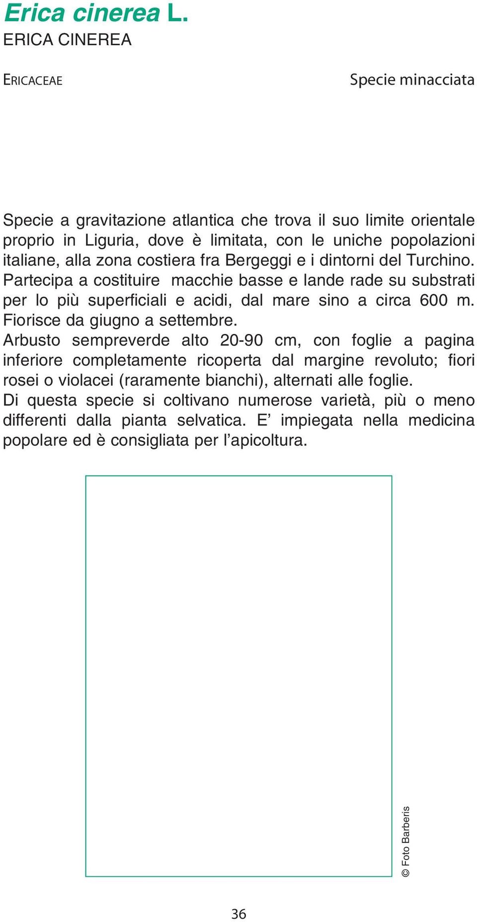 costiera fra Bergeggi e i dintorni del Turchino. Partecipa a costituire macchie basse e lande rade su substrati per lo più superficiali e acidi, dal mare sino a circa 600 m.