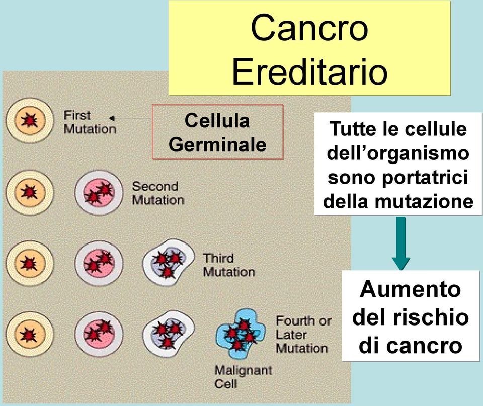 organismo sono portatrici della