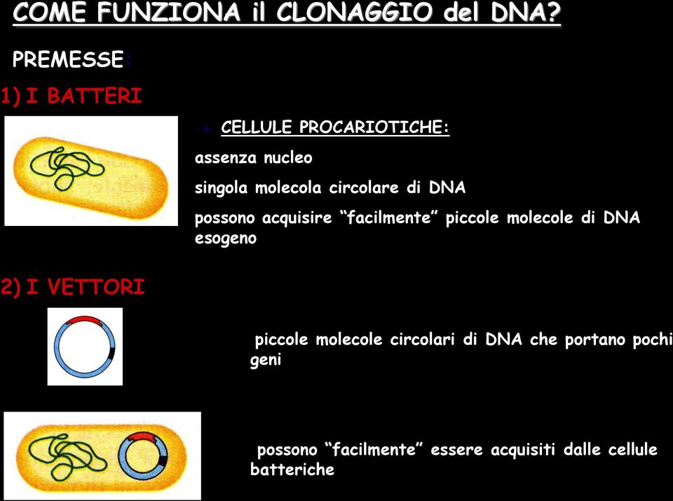 circolare di DNA possono acquisire facilmente piccole molecole di DNA esogeno 2)