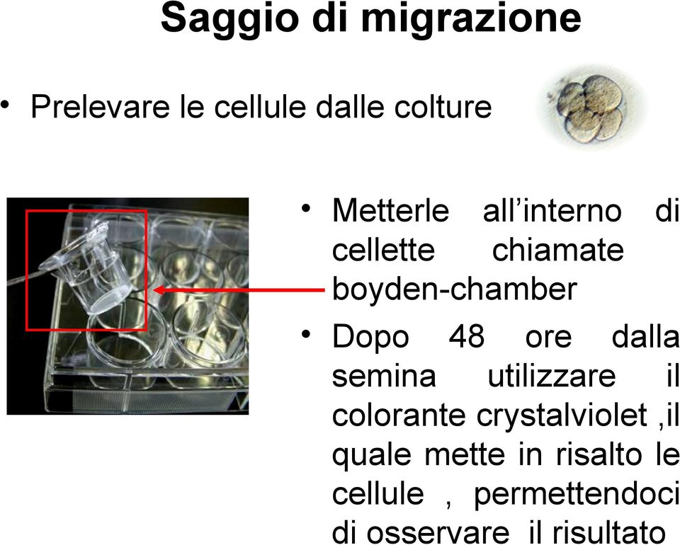 48 ore dalla semina utilizzare il colorante crystalviolet,il