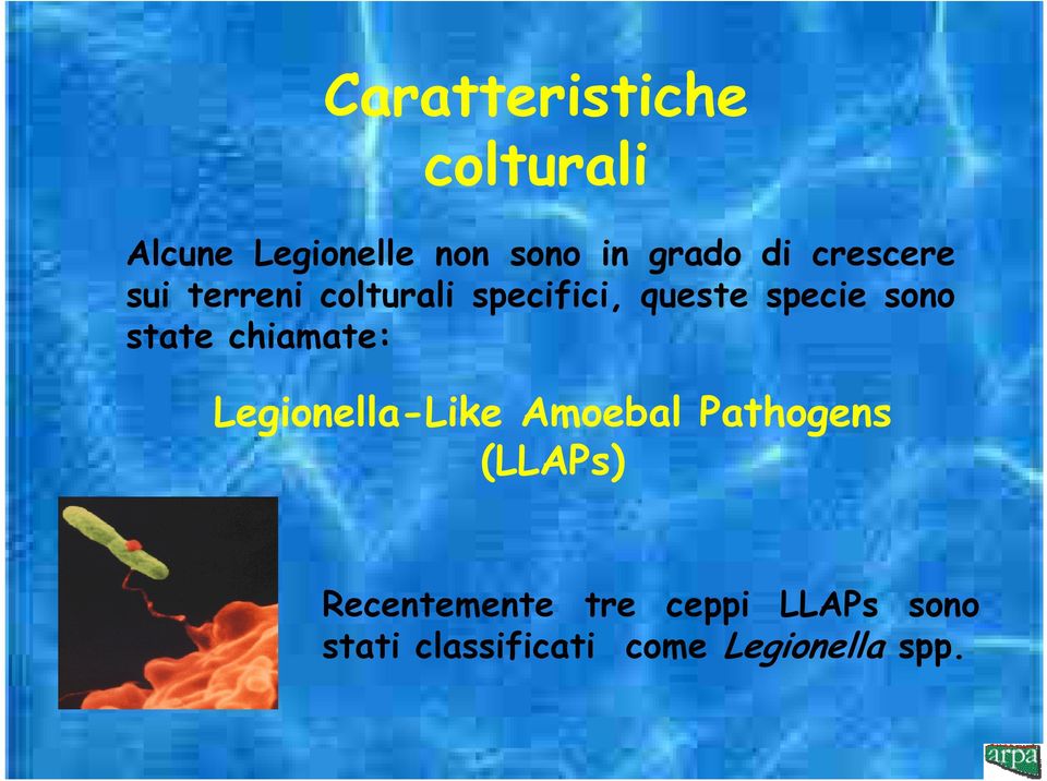 state chiamate: Legionella-Like Amoebal Pathogens (LLAPs)