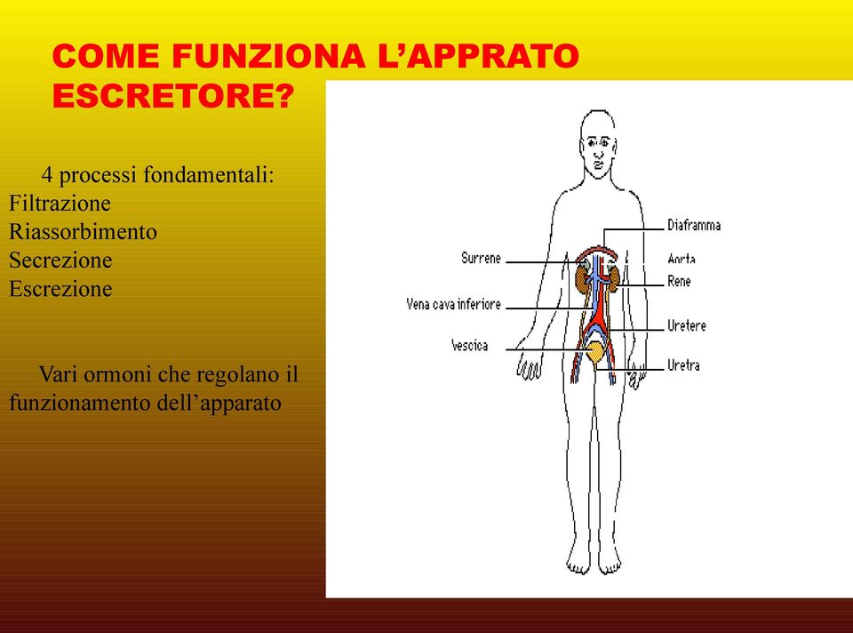 Riassorbimento Secrezione Escrezione