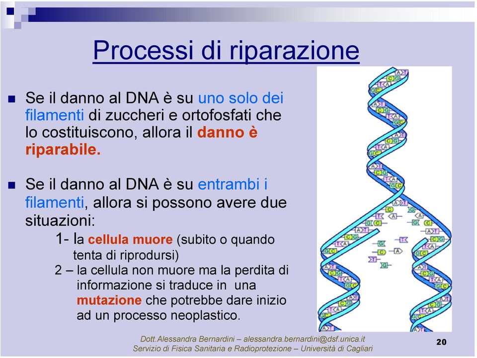 Se il danno al DNA è su entrambi i filamenti, allora si possono avere due situazioni: 1- la cellula muore