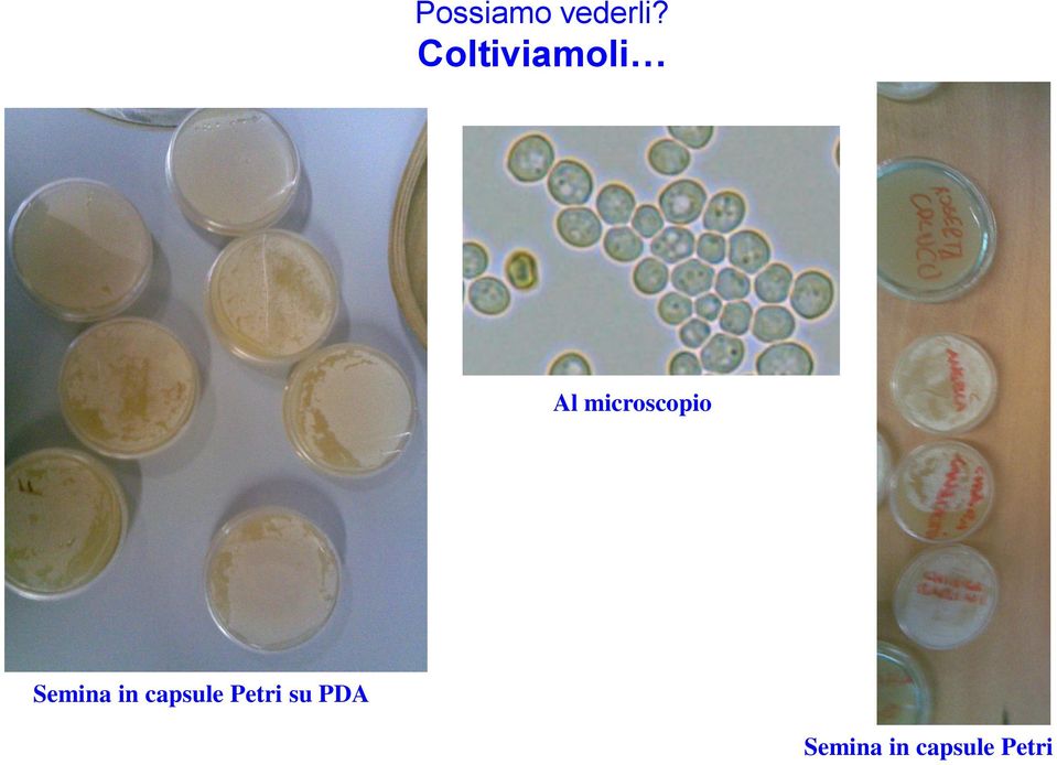 microscopio Semina in