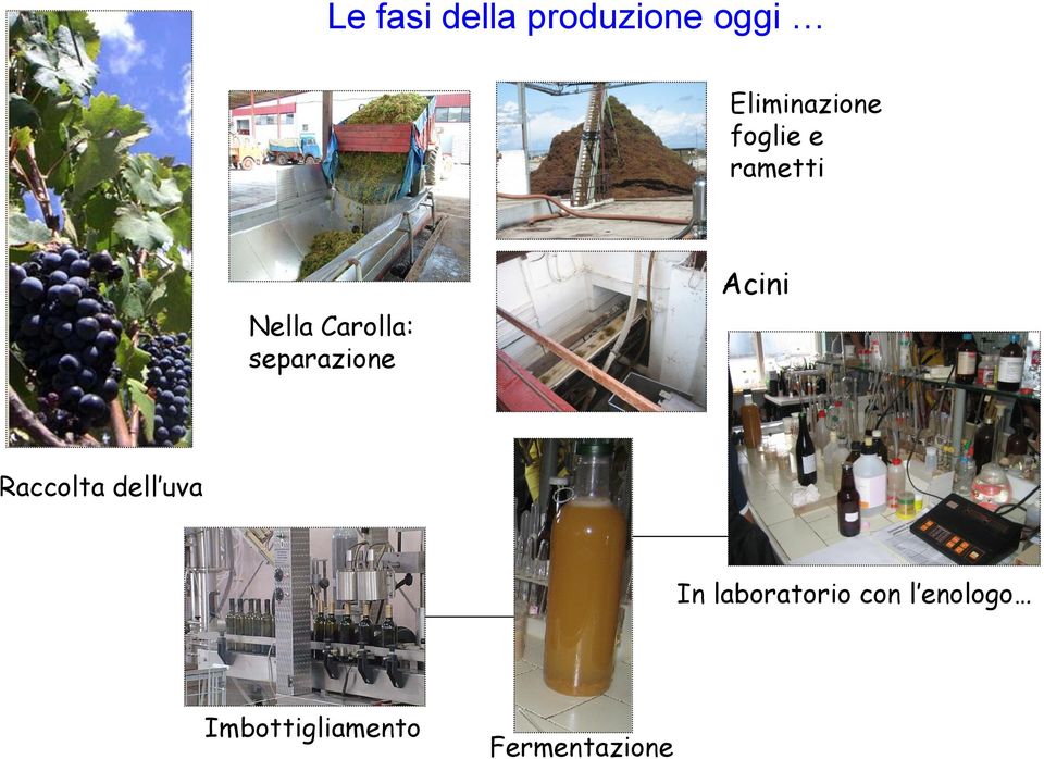 separazione Acini Raccolta dell uva In