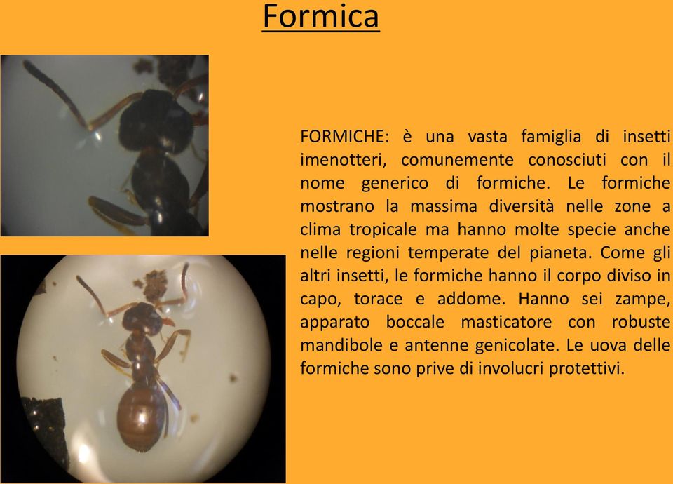temperate del pianeta. Come gli altri insetti, le formiche hanno il corpo diviso in capo, torace e addome.