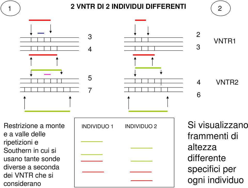 tante sonde diverse a seconda dei VNTR che si considerano INDIVIDUO 1