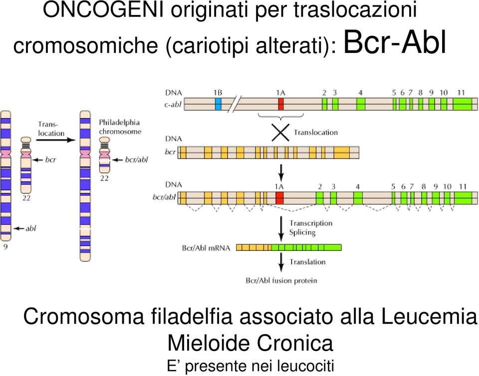Bcr-Abl Cromosoma filadelfia associato