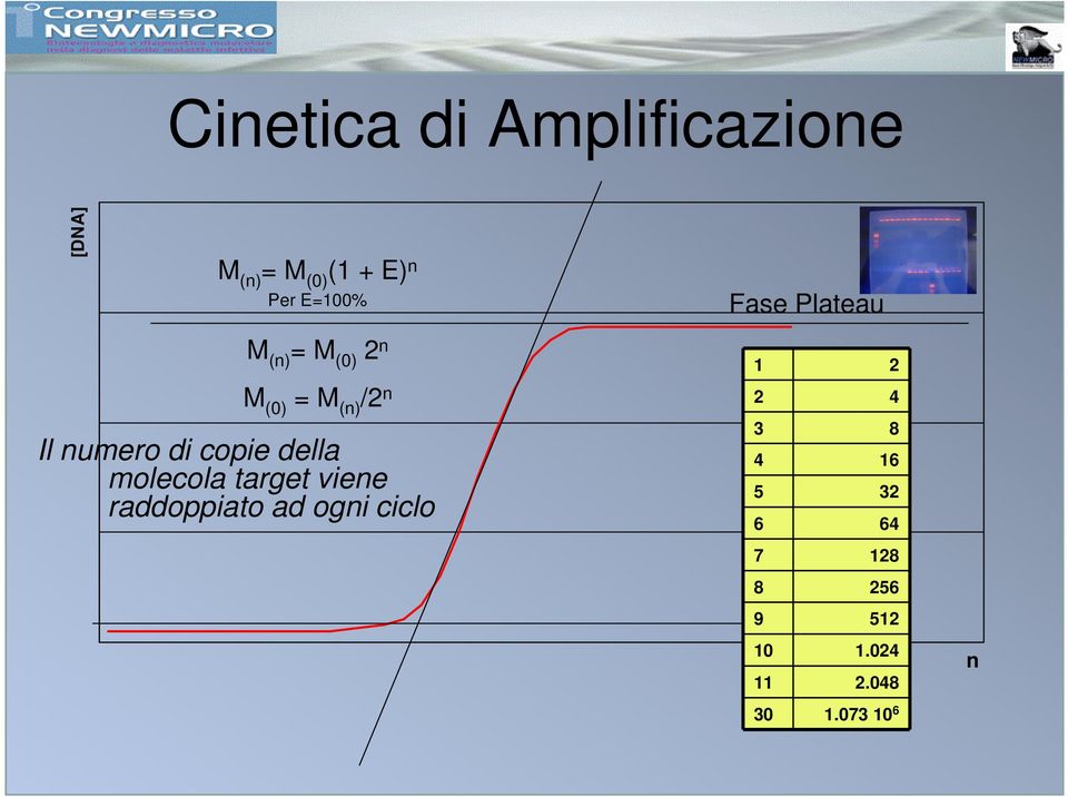 copie della molecola target viene raddoppiato ad ogni ciclo 2 4 3 8