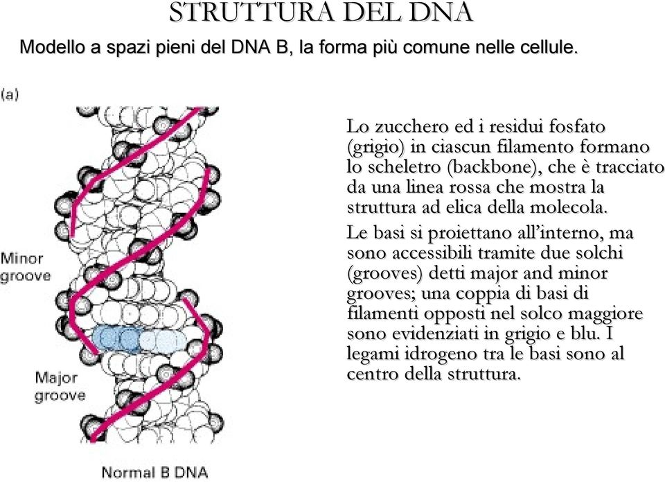 che mostra la struttura ad elica della molecola.