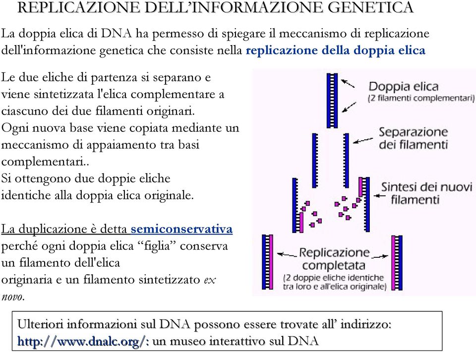 Ogni nuova base viene copiata mediante un meccanismo di appaiamento tra basi complementari.. Si ottengono due doppie eliche identiche alla doppia elica originale.