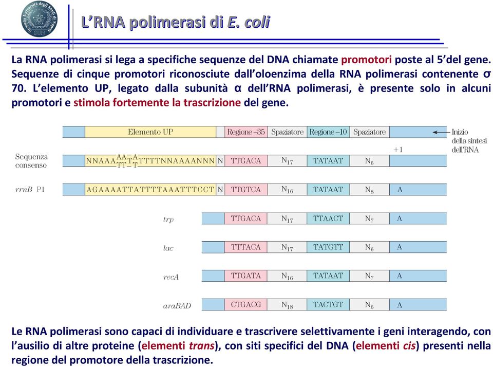 L elemento UP, legato dalla subunità α dell RNA polimerasi, è presente solo in alcuni promotori e stimola fortemente la trascrizione del gene.