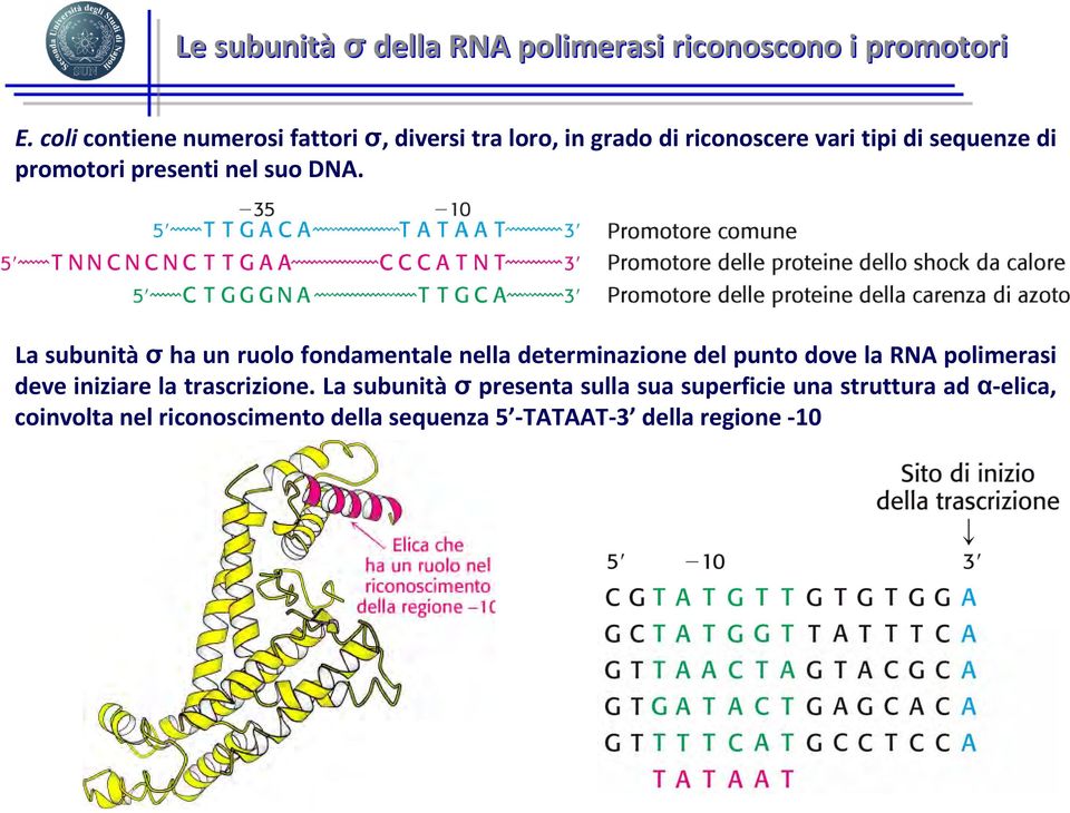 presenti nel suo DNA.