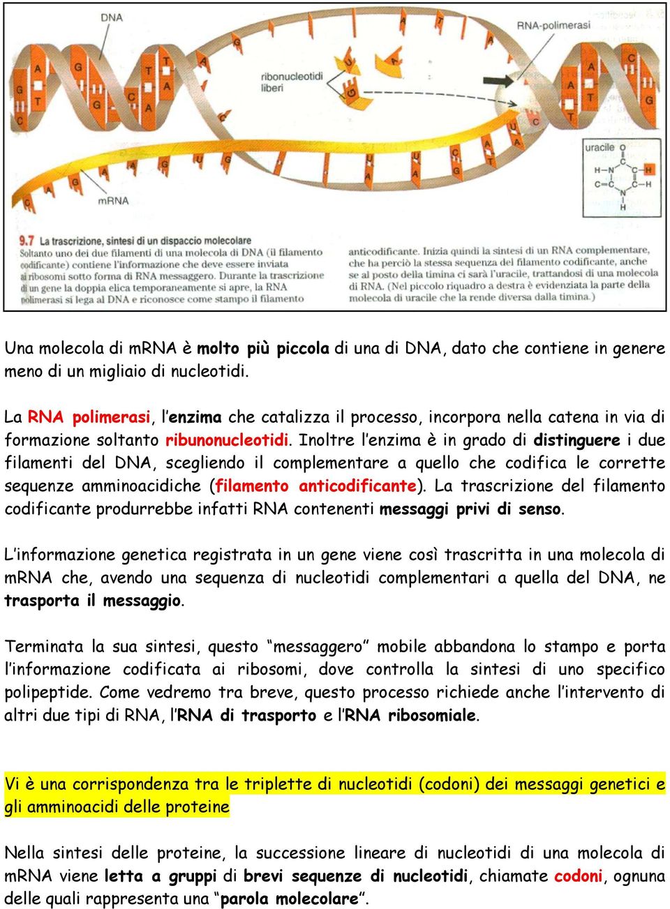 Inoltre l enzima è in grado di distinguere i due filamenti del DNA, scegliendo il complementare a quello che codifica le corrette sequenze amminoacidiche (filamento anticodificante).
