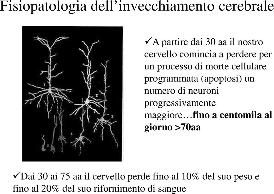 numero di neuroni progressivamente maggiore fino a centomila al giorno >70aa Dai 30