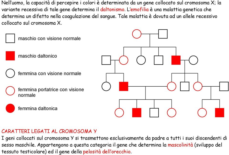 maschio con ione rmale maschio daltonico femmina con ione rmale femmina portatrice con ione rmale femmina daltonica CARATTERI LEGATI AL CROMOSOMA Y I geni collocati sul