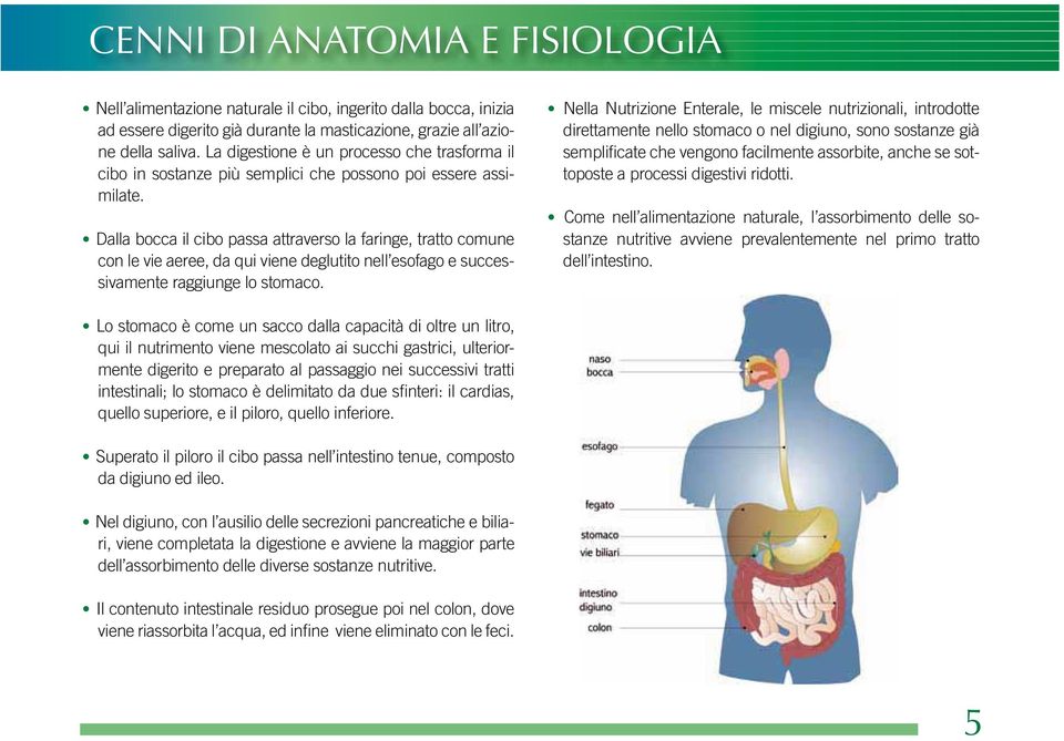 Dalla bocca il cibo passa attraverso la faringe, tratto comune con le vie aeree, da qui viene deglutito nell esofago e successivamente raggiunge lo stomaco.