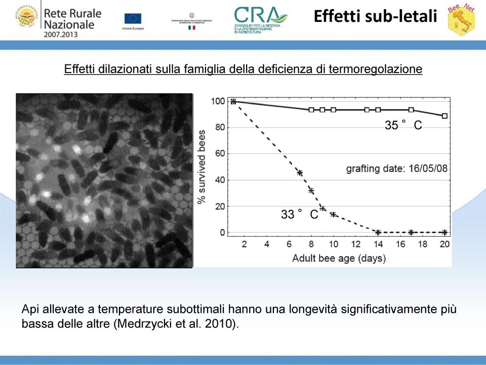 allevate a temperature subottimali hanno una longevità