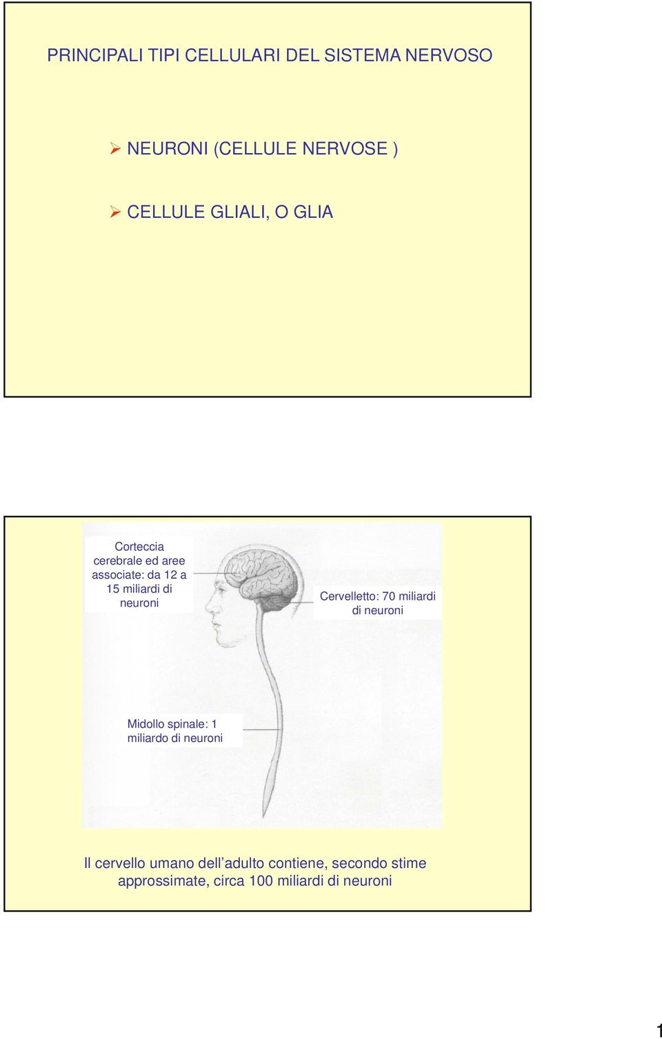 Cervelletto: 70 miliardi di neuroni Midollo spinale: 1 miliardo di neuroni Il
