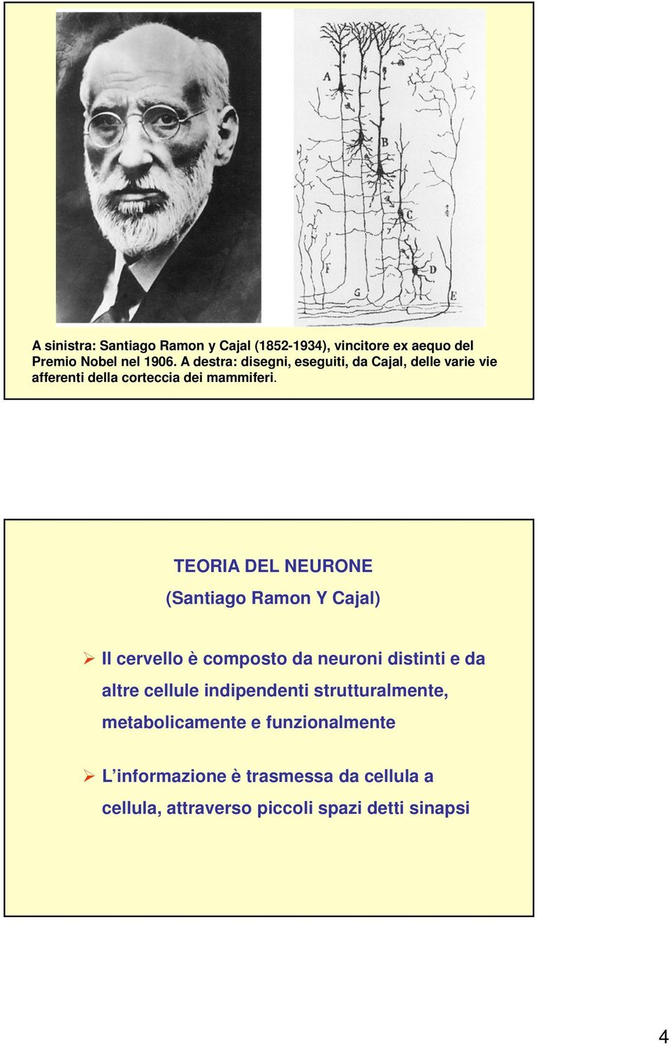 TEORIA DEL NEURONE (Santiago Ramon Y Cajal) Il cervello è composto da neuroni distinti e da altre cellule