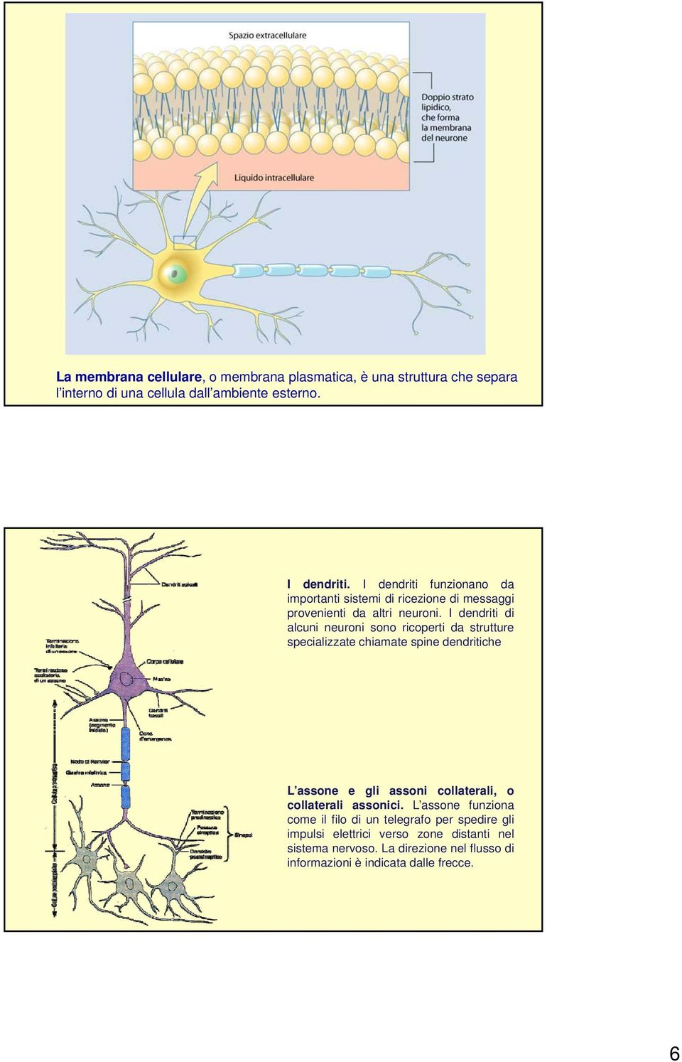 I dendriti di alcuni neuroni sono ricoperti da strutture specializzate chiamate spine dendritiche L assone e gli assoni collaterali, o g