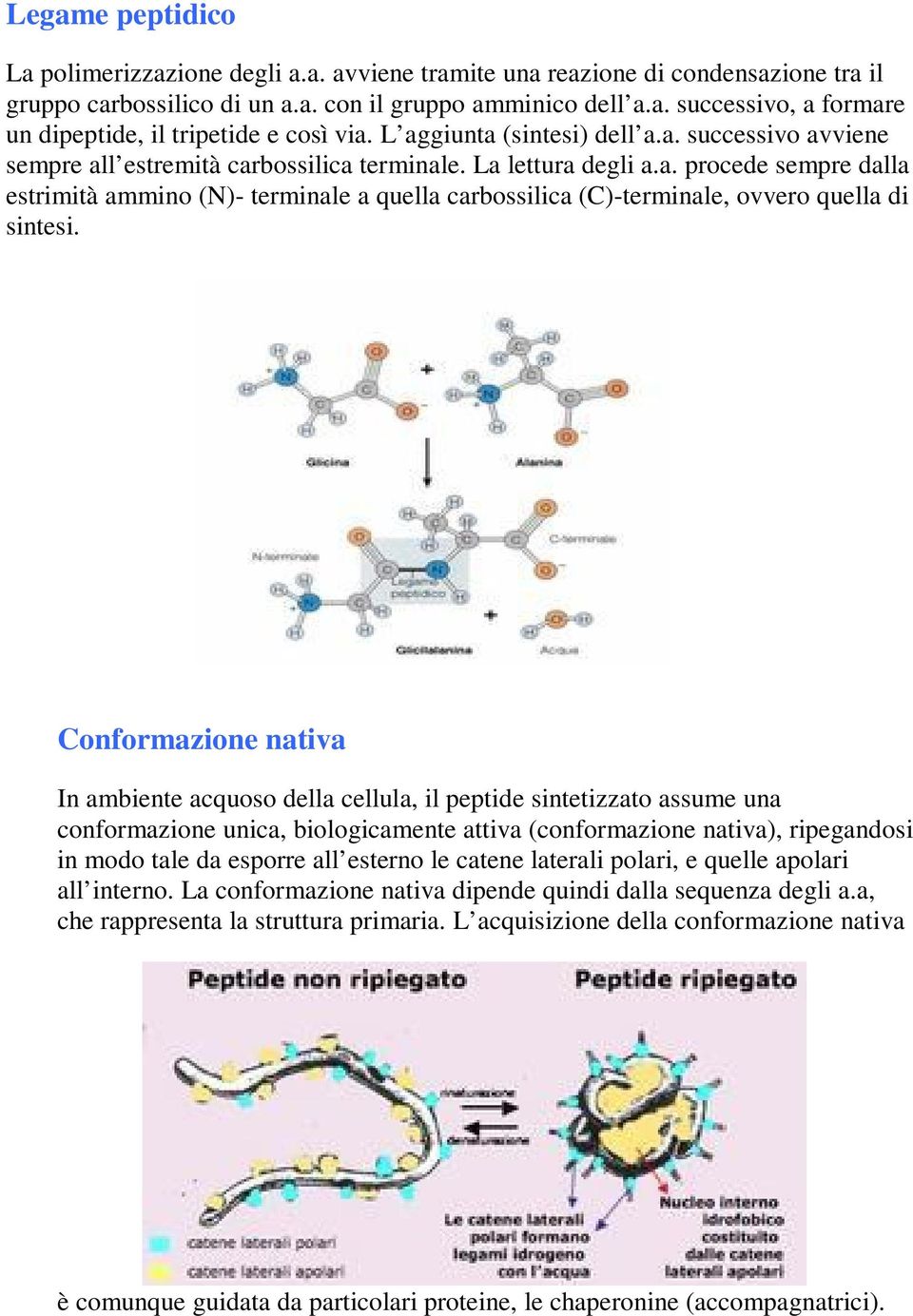 Conformazione nativa In ambiente acquoso della cellula, il peptide sintetizzato assume una conformazione unica, biologicamente attiva (conformazione nativa), ripegandosi in modo tale da esporre all