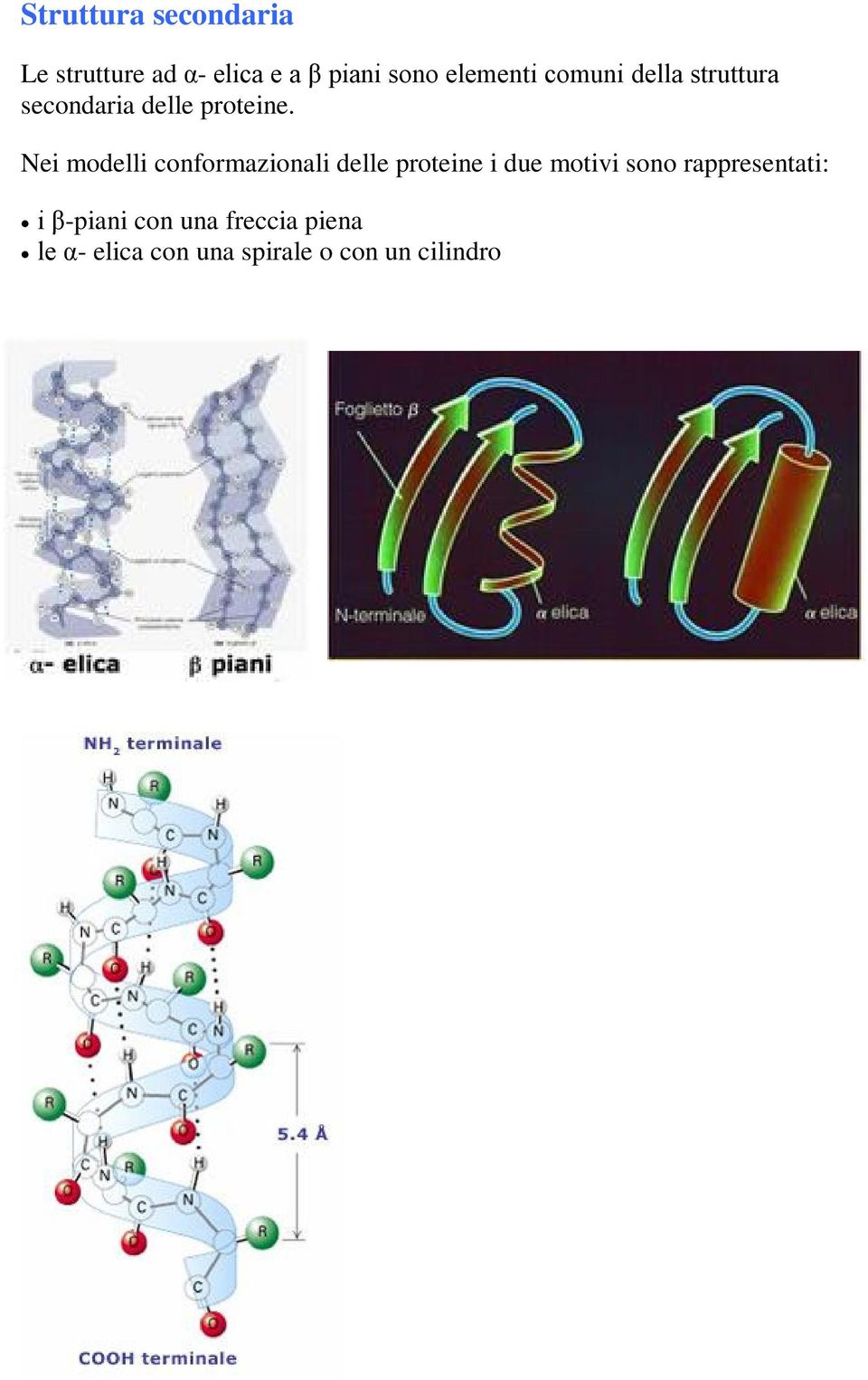 Nei modelli conformazionali delle proteine i due motivi sono