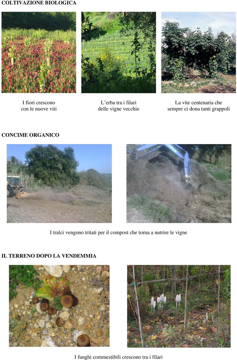 CONCIME ORGANICO I tralci vengono tritati per il compost che torna a nutrire