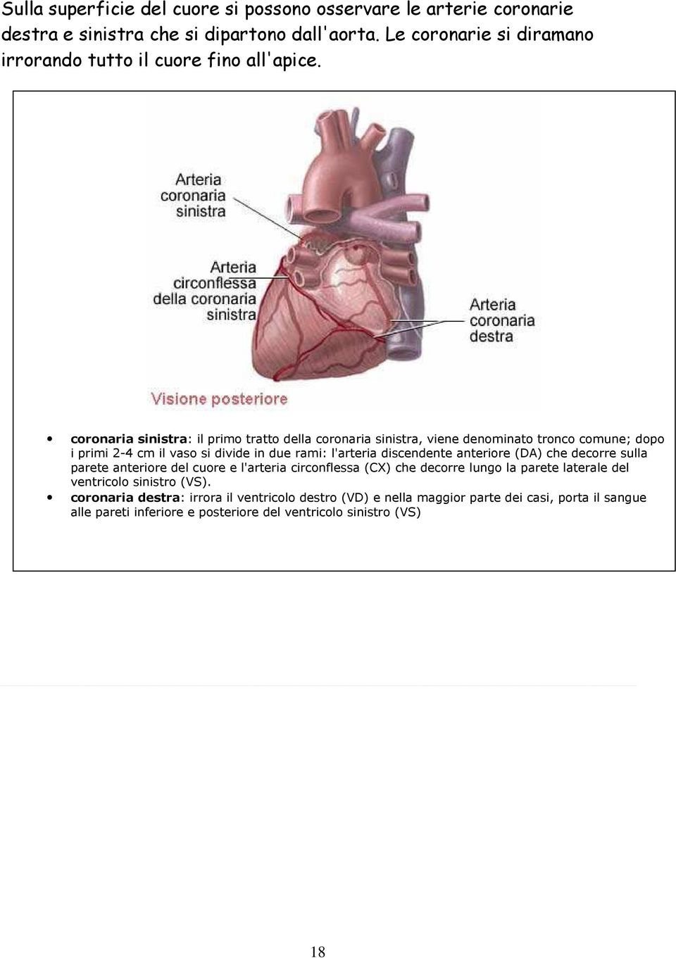 coronaria sinistra: il primo tratto della coronaria sinistra, viene denominato tronco comune; dopo i primi 2-4 cm il vaso si divide in due rami: l'arteria discendente