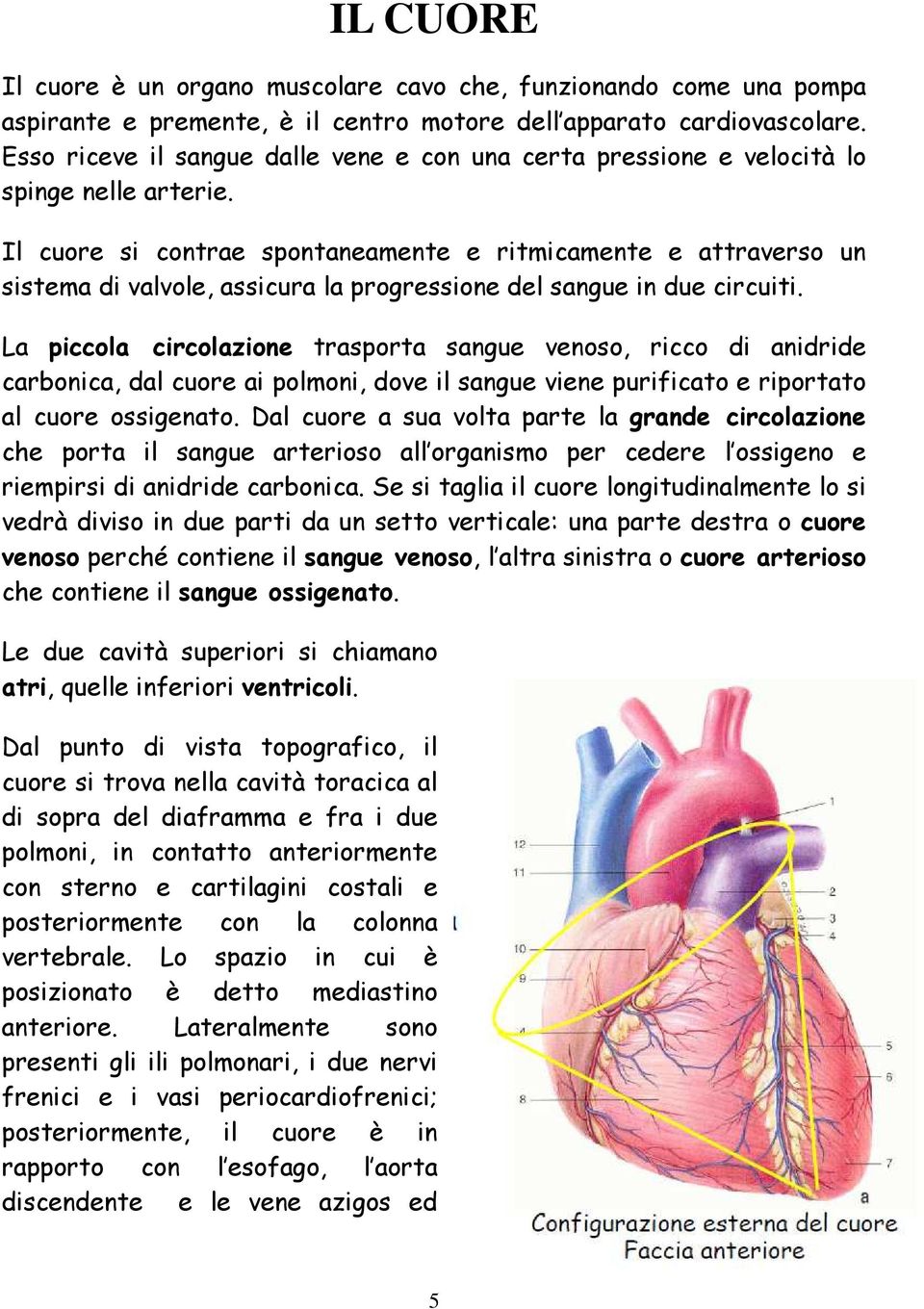 Il cuore si contrae spontaneamente e ritmicamente e attraverso un sistema di valvole, assicura la progressione del sangue in due circuiti.