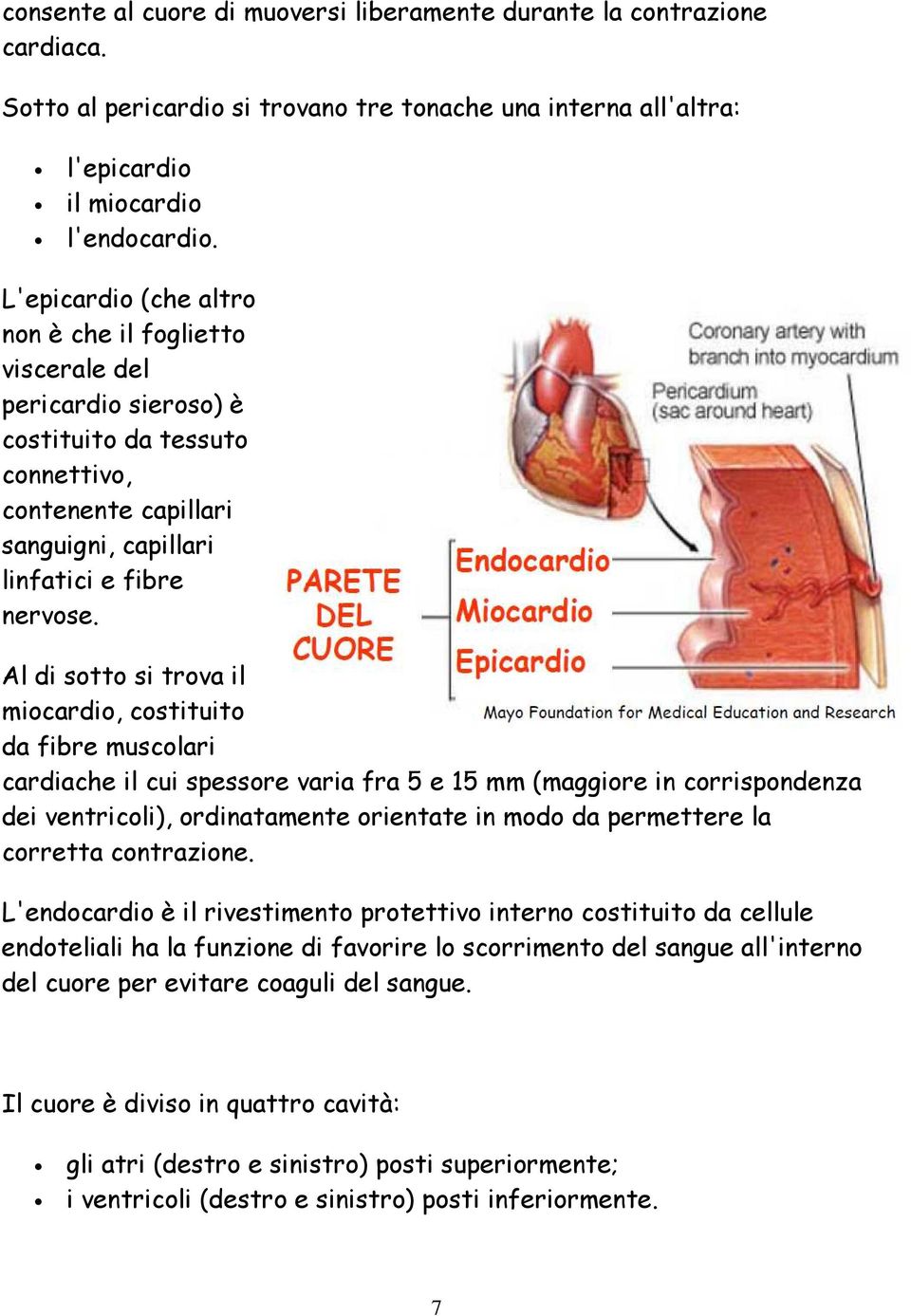 Al di sotto si trova il miocardio, costituito da fibre muscolari cardiache il cui spessore varia fra 5 e 15 mm (maggiore in corrispondenza dei ventricoli), ordinatamente orientate in modo da