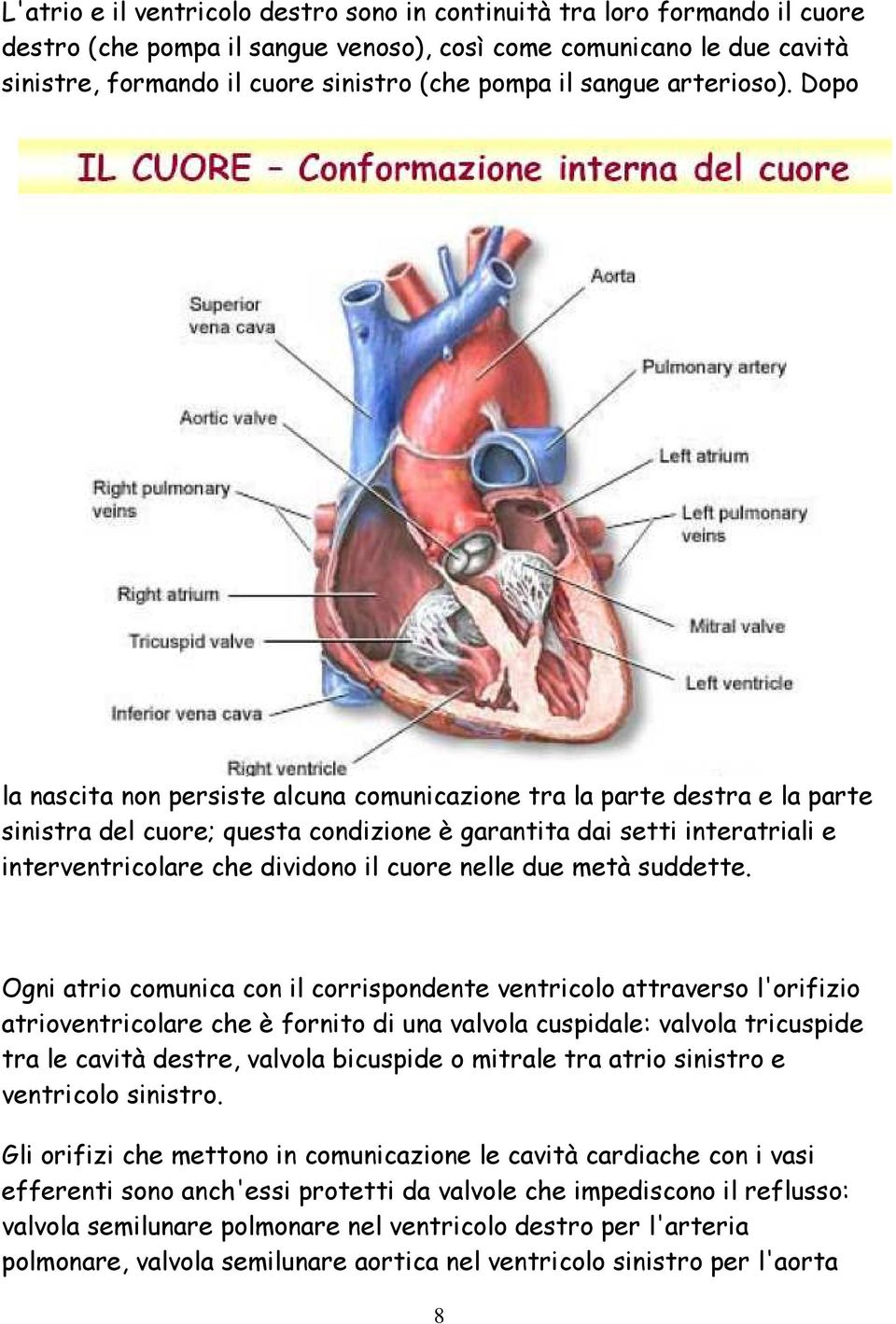 Dopo la nascita non persiste alcuna comunicazione tra la parte destra e la parte sinistra del cuore; questa condizione è garantita dai setti interatriali e interventricolare che dividono il cuore