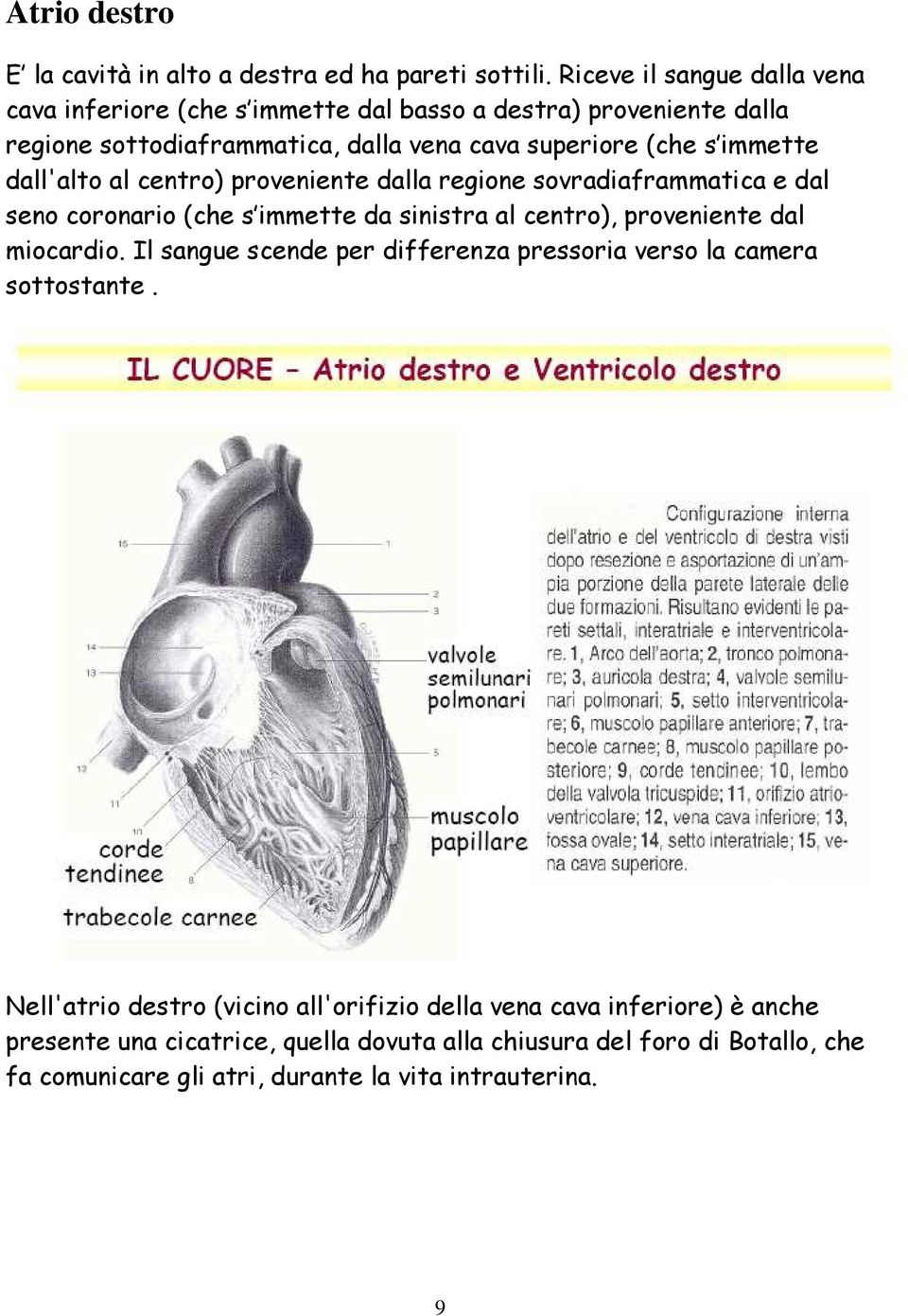 dall'alto al centro) proveniente dalla regione sovradiaframmatica e dal seno coronario (che s immette da sinistra al centro), proveniente dal miocardio.