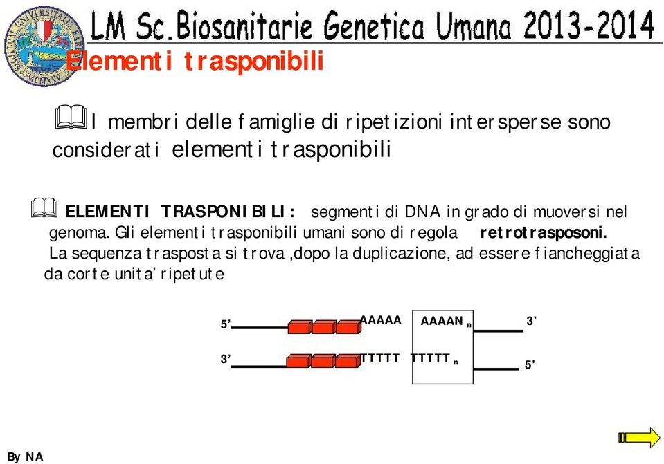 Gli elementi trasponibili umani sono di regola retrotrasposoni.