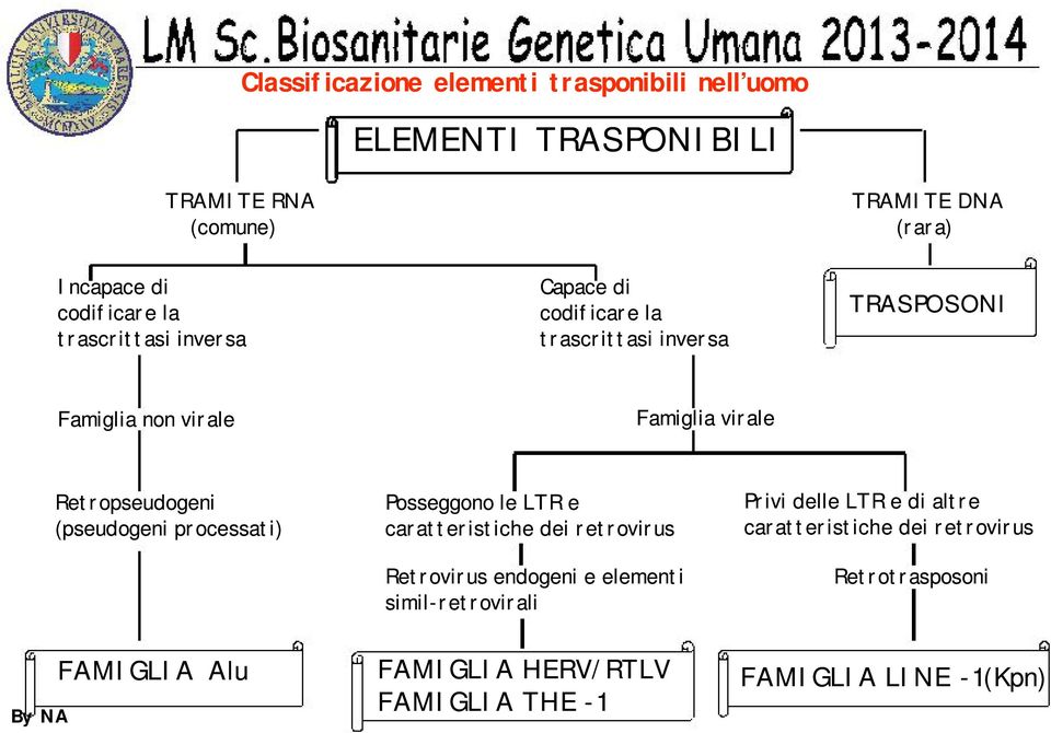 (pseudogeni processati) Posseggono le LTR e caratteristiche dei retrovirus Retrovirus endogeni e elementi simil-retrovirali Privi