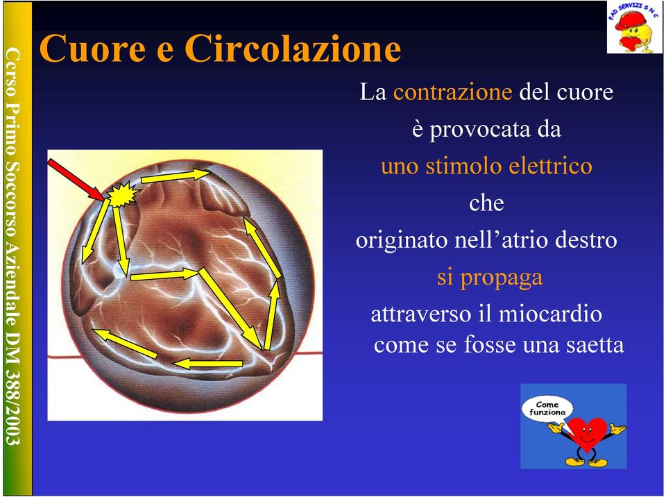 che originato nell atrio destro si propaga