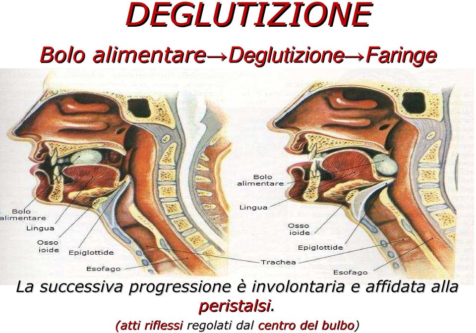 involontaria e affidata alla peristalsi.