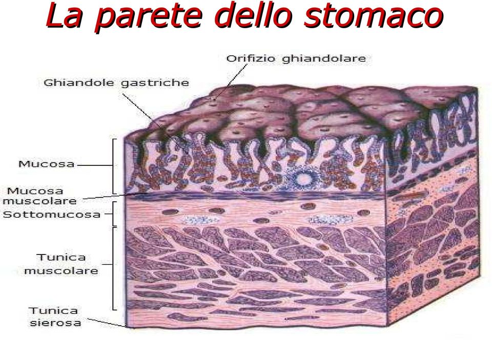 stomaco