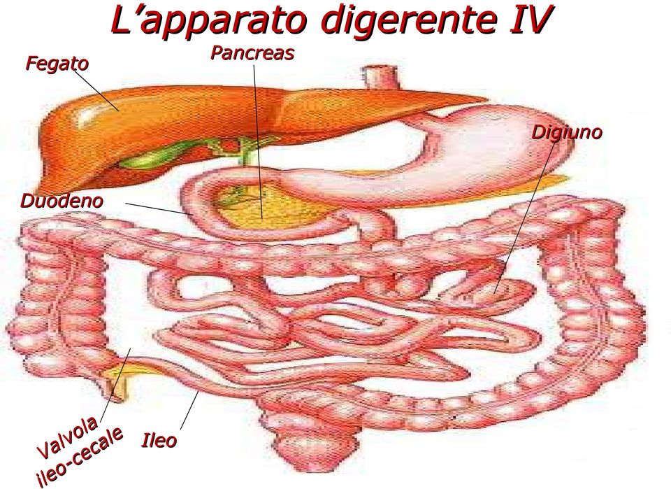 Digiuno Duodeno Val vo