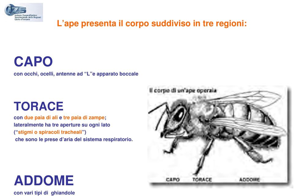 zampe; lateralmente ha tre aperture su ogni lato ( stigmi o spiracoli