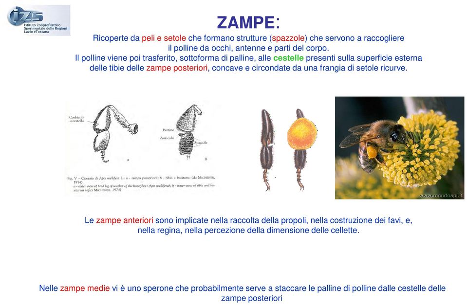 circondate da una frangia di setole ricurve.