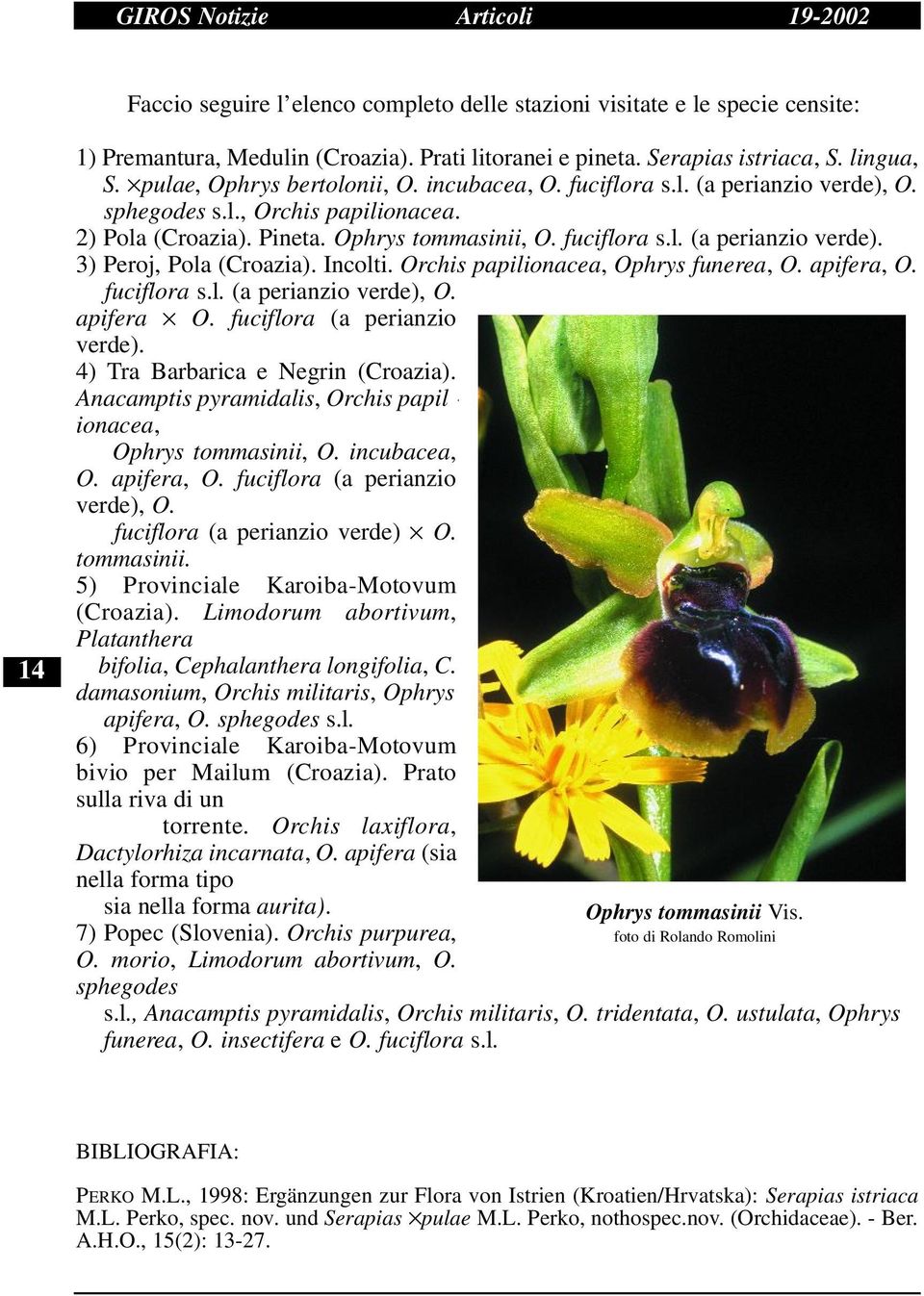 Incolti. Orchis papilionacea, Ophrys funerea, O. apifera, O. fuciflora s.l. (a perianzio verde), O. a p i f e r a O. fuciflora (a perianzio verde). 4) Tra Barbarica e Negrin (Croazia).