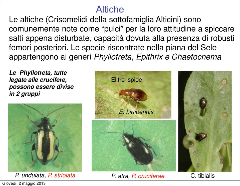 Le specie riscontrate nella piana del Sele appartengono ai generi Phyllotreta, Epithrix e Chaetocnema Le Phyllotreta,