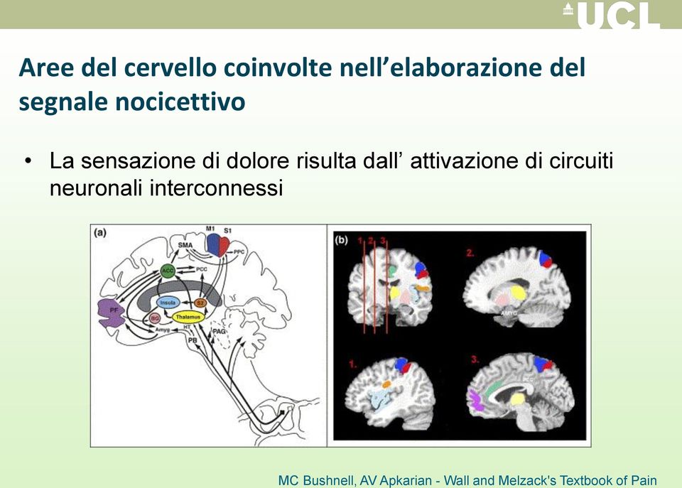 dall attivazione di circuiti neuronali interconnessi