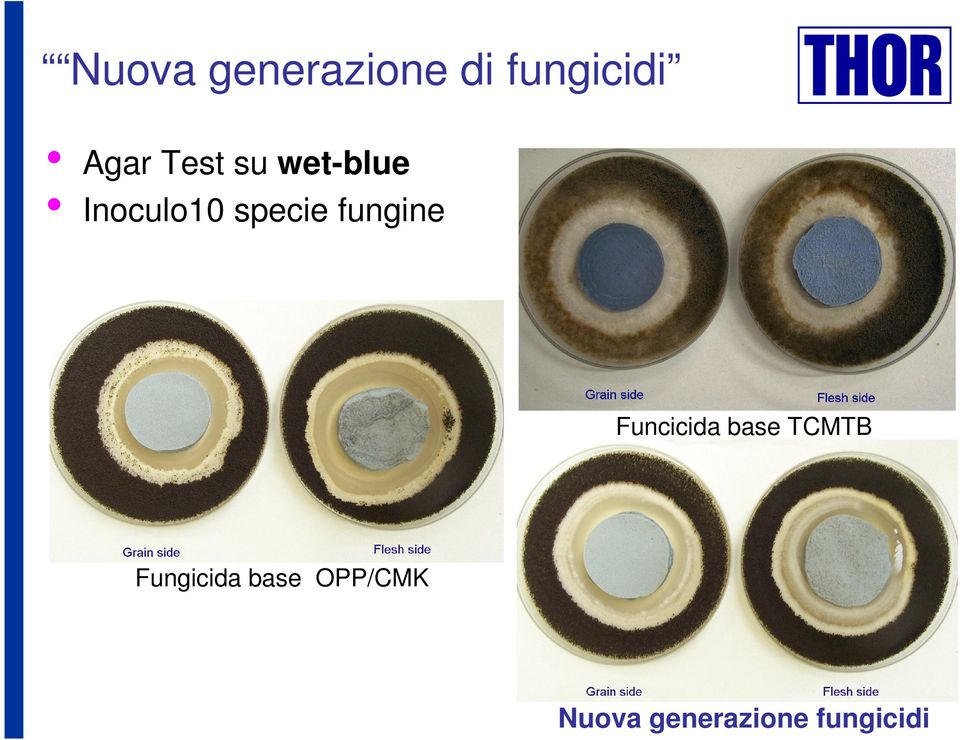 fungine Funcicida base TCMTB