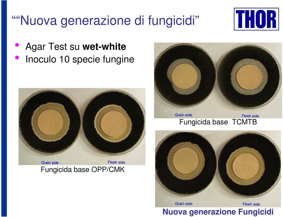 fungine Fungicida base TCMTB